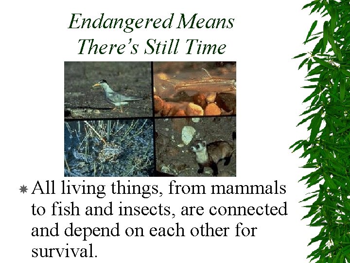 Endangered Means There’s Still Time All living things, from mammals to fish and insects,