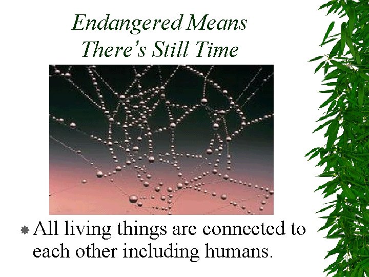 Endangered Means There’s Still Time All living things are connected to each other including