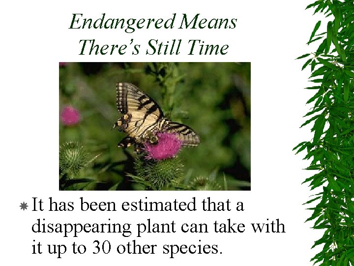 Endangered Means There’s Still Time It has been estimated that a disappearing plant can