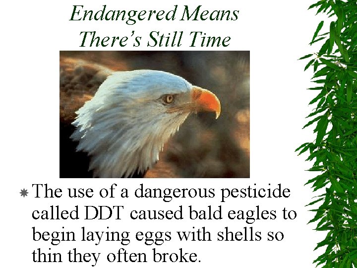 Endangered Means There’s Still Time The use of a dangerous pesticide called DDT caused