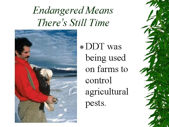 Endangered Means There’s Still Time DDT was being used on farms to control agricultural