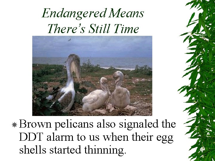 Endangered Means There’s Still Time Brown pelicans also signaled the DDT alarm to us