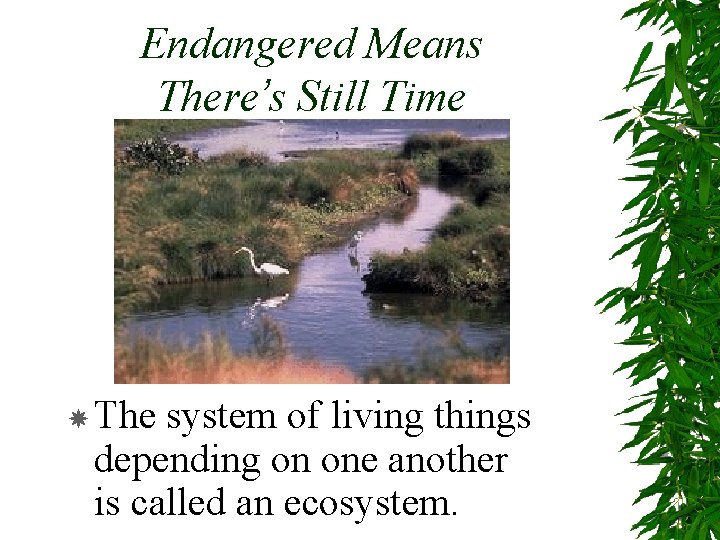 Endangered Means There’s Still Time The system of living things depending on one another