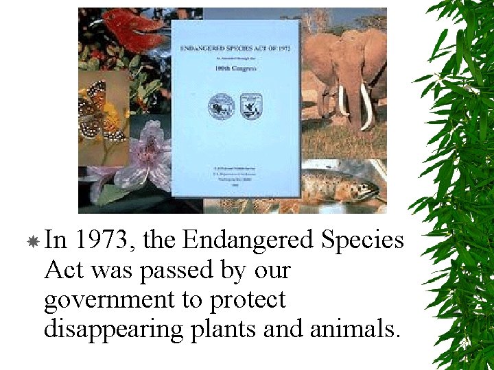  In 1973, the Endangered Species Act was passed by our government to protect