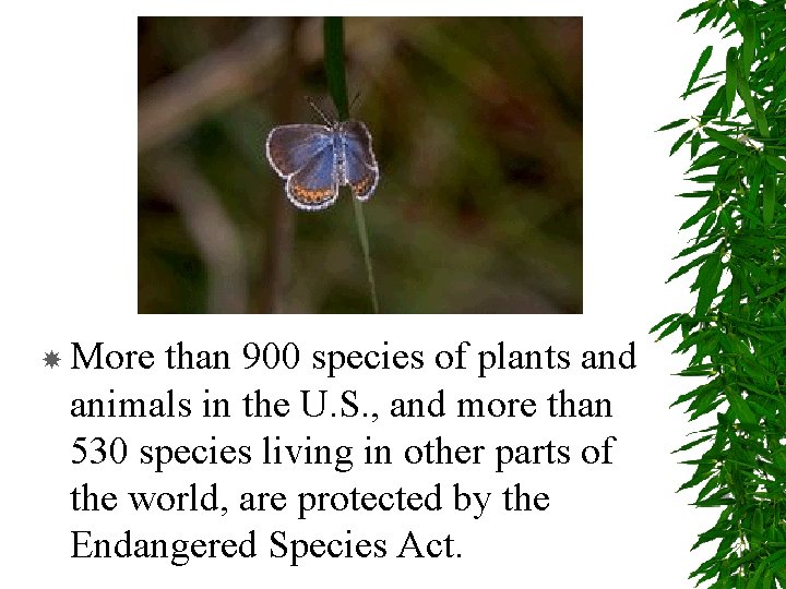  More than 900 species of plants and animals in the U. S. ,