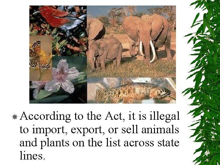  According to the Act, it is illegal to import, export, or sell animals