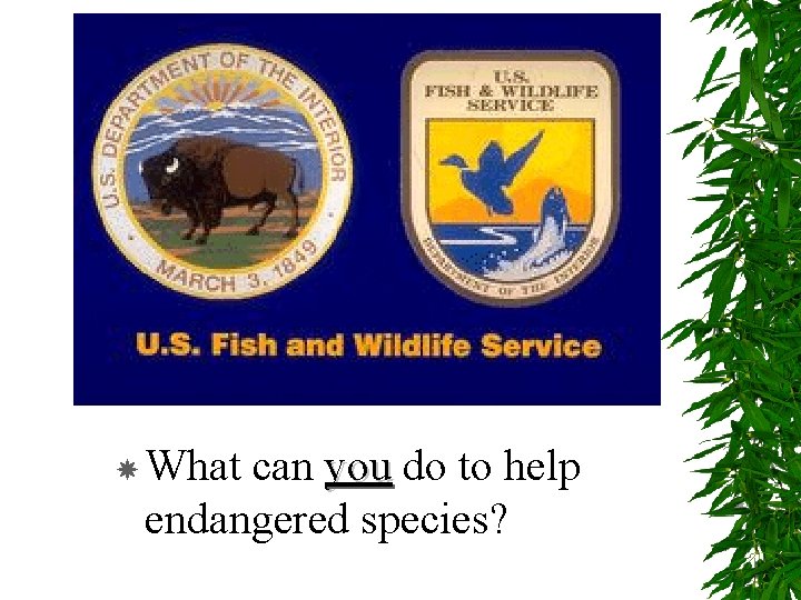  What can you do to help endangered species? 