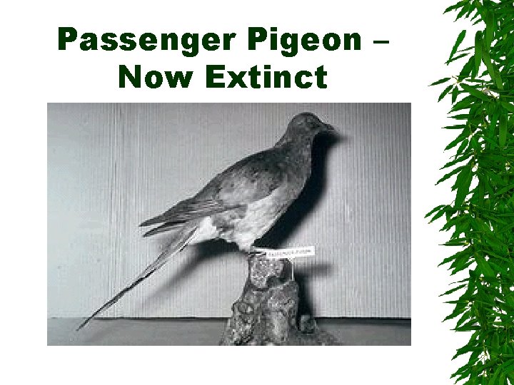 Passenger Pigeon – Now Extinct 