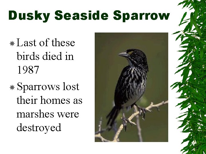 Dusky Seaside Sparrow Last of these birds died in 1987 Sparrows lost their homes