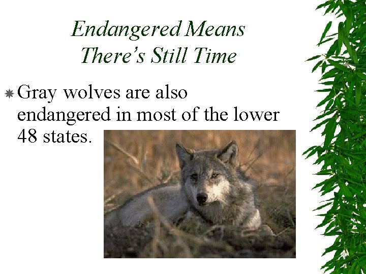 Endangered Means There’s Still Time Gray wolves are also endangered in most of the