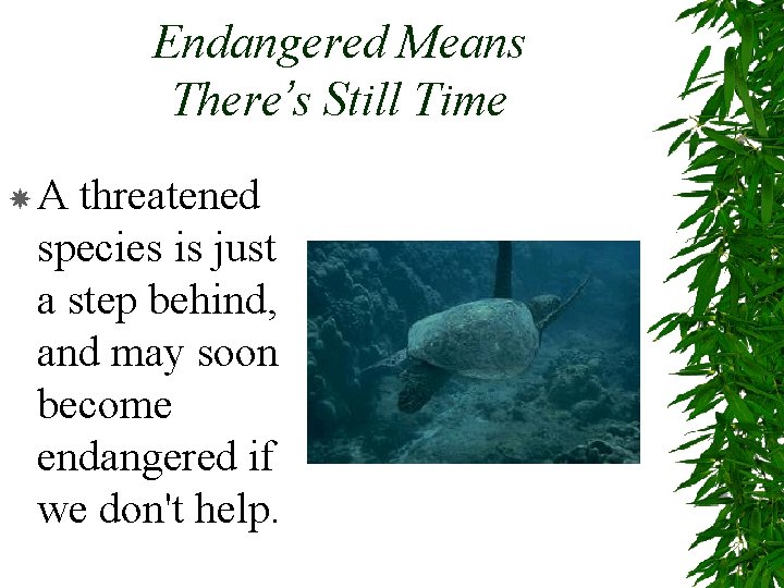 Endangered Means There’s Still Time A threatened species is just a step behind, and
