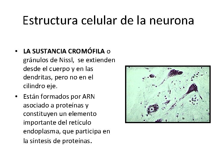 Estructura celular de la neurona • LA SUSTANCIA CROMÓFILA o gránulos de Nissl, se