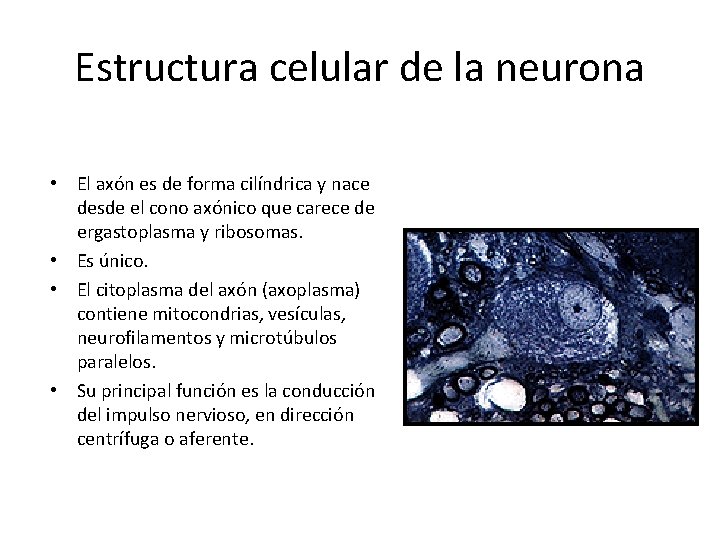 Estructura celular de la neurona • El axón es de forma cilíndrica y nace
