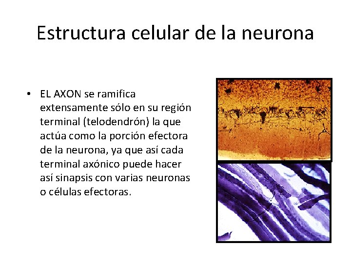 Estructura celular de la neurona • EL AXON se ramifica extensamente sólo en su