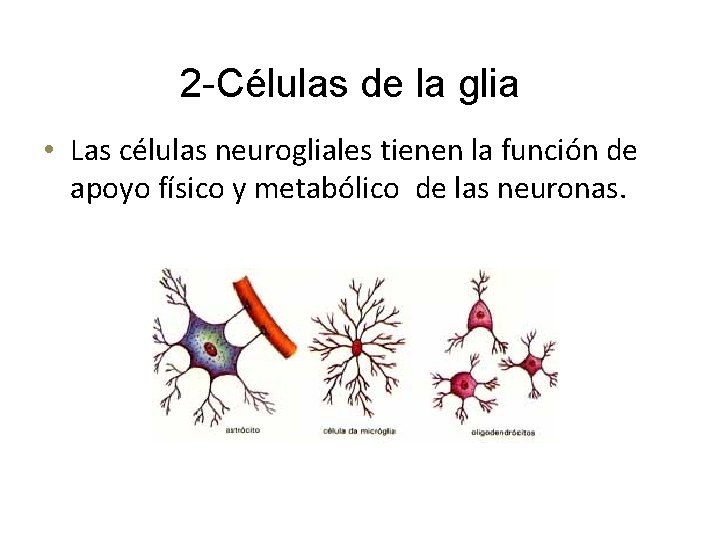 2 -Células de la glia • Las células neurogliales tienen la función de apoyo