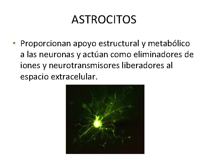 ASTROCITOS • Proporcionan apoyo estructural y metabólico a las neuronas y actúan como eliminadores