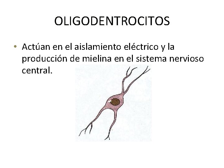 OLIGODENTROCITOS • Actúan en el aislamiento eléctrico y la producción de mielina en el