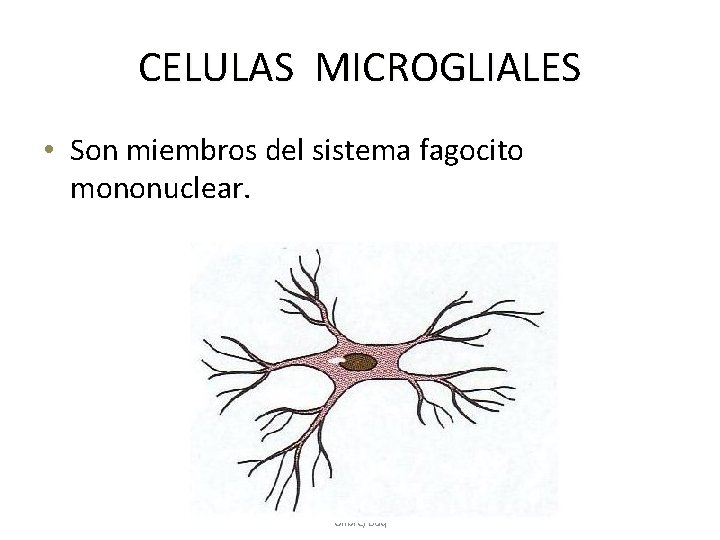 CELULAS MICROGLIALES • Son miembros del sistema fagocito mononuclear. Adriana Noble. Medicina II semestre