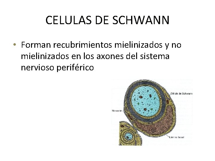 CELULAS DE SCHWANN • Forman recubrimientos mielinizados y no mielinizados en los axones del