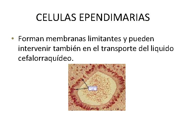 CELULAS EPENDIMARIAS • Forman membranas limitantes y pueden intervenir también en el transporte del
