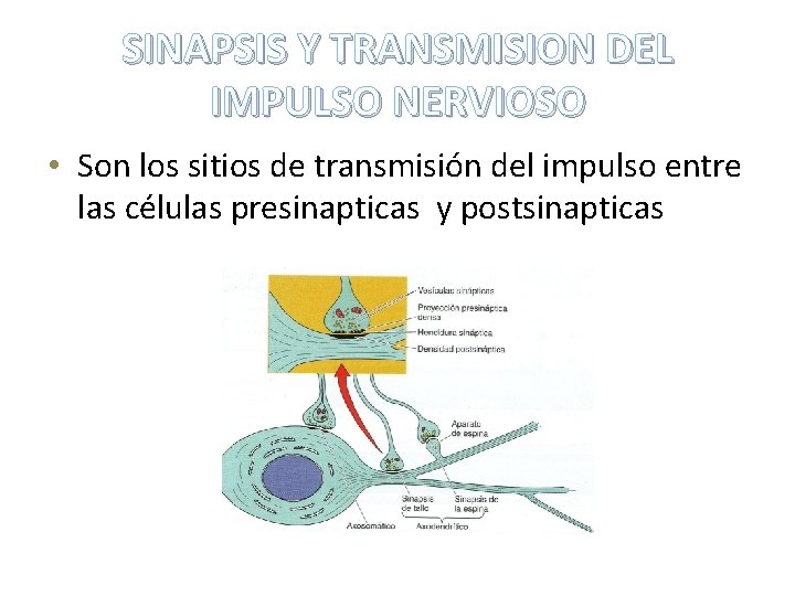 SINAPSIS Y TRANSMISION DEL IMPULSO NERVIOSO • Son los sitios de transmisión del impulso