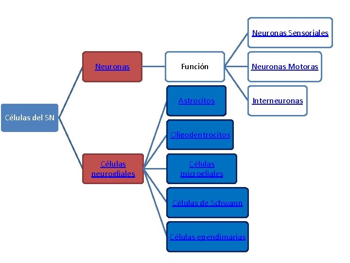 Neuronas Sensoriales Neuronas Función Neuronas Motoras Astrocitos Interneuronas Células del SN Oligodentrocitos Células neurogliales