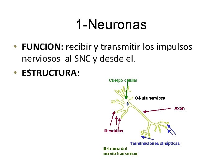 1 -Neuronas • FUNCION: recibir y transmitir los impulsos nerviosos al SNC y desde