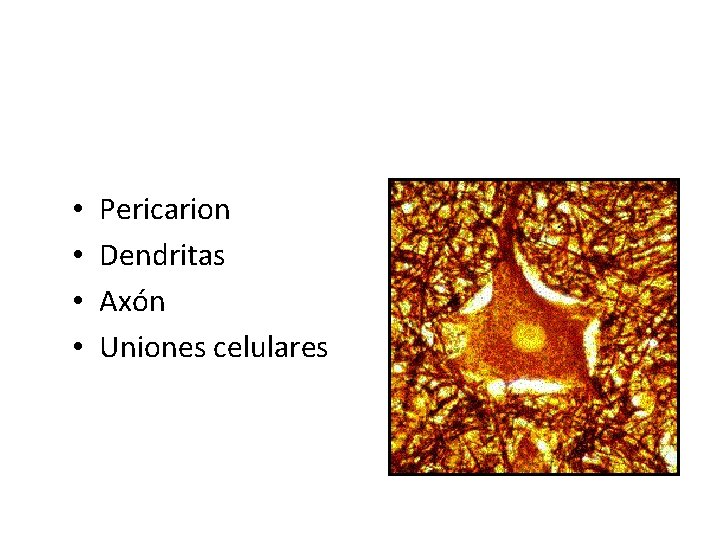  • • Pericarion Dendritas Axón Uniones celulares 