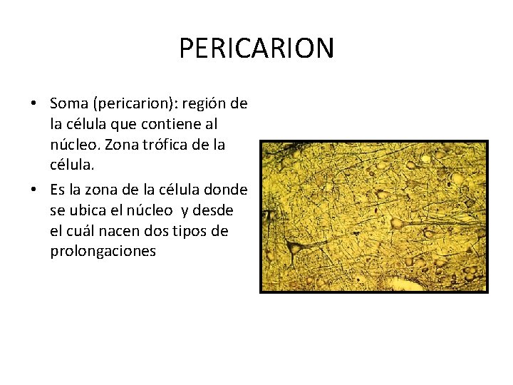 PERICARION • Soma (pericarion): región de la célula que contiene al núcleo. Zona trófica