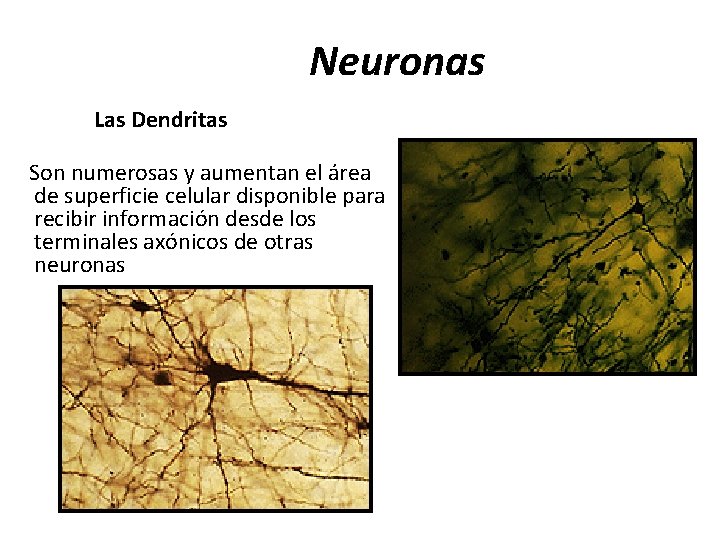 Neuronas Las Dendritas Son numerosas y aumentan el área de superficie celular disponible para