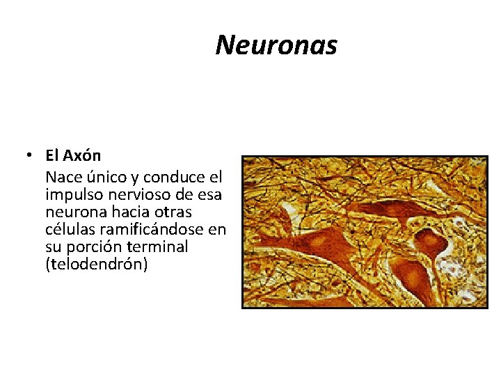 Neuronas • El Axón Nace único y conduce el impulso nervioso de esa neurona