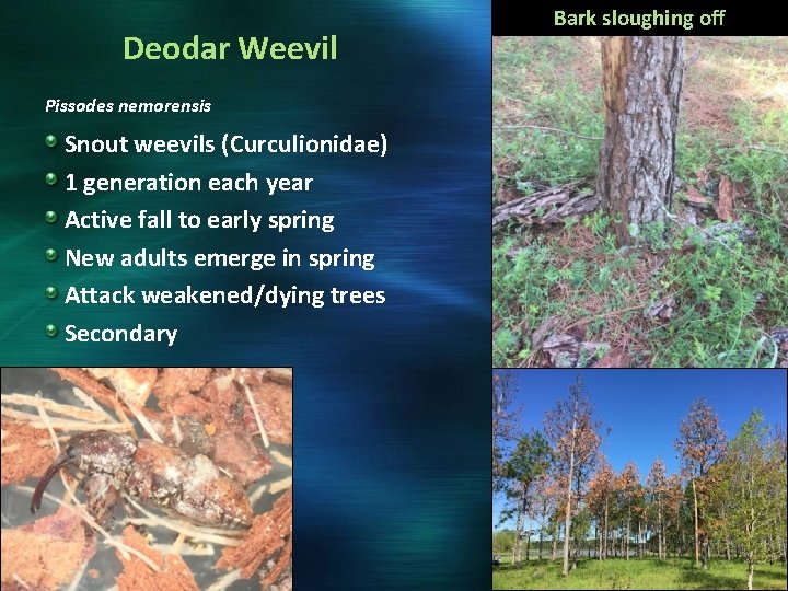 Deodar Weevil Pissodes nemorensis Snout weevils (Curculionidae) 1 generation each year Active fall to