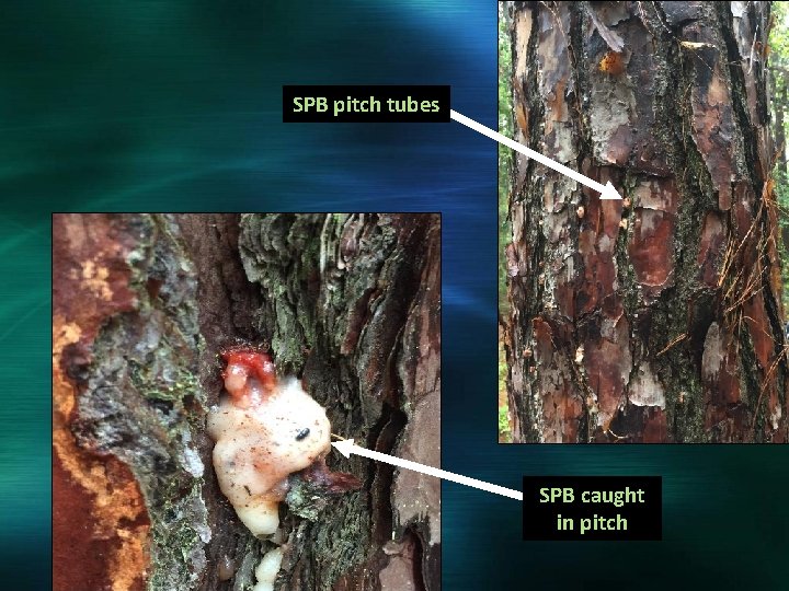 SPB pitch tubes SPB caught in pitch 