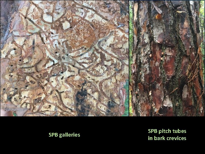 SPB galleries SPB pitch tubes in bark crevices 
