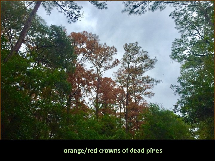 orange/red crowns of dead pines 