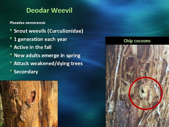 Deodar Weevil Pissodes nemorensis Snout weevils (Curculionidae) 1 generation each year Active in the
