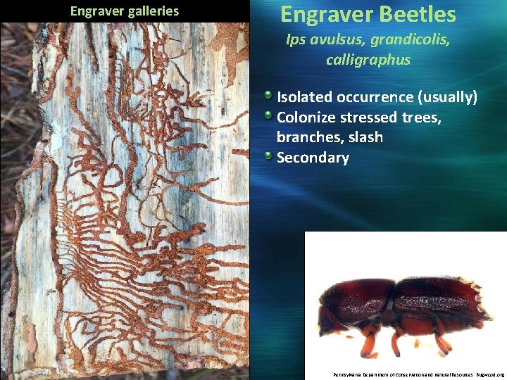 Engraver galleries Engraver Beetles Ips avulsus, grandicolis, calligraphus Isolated occurrence (usually) Colonize stressed trees,