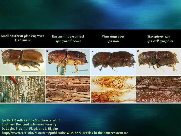 Small southern pine engraver Ips avulsus Eastern five-spined Ips grandicollis Pine engraver Ips pini