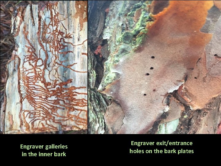 Engraver Beetles Ips avulsus, grandicolis, calligraphus Colonize stressed trees, braches, slash Stressed trees Isolated