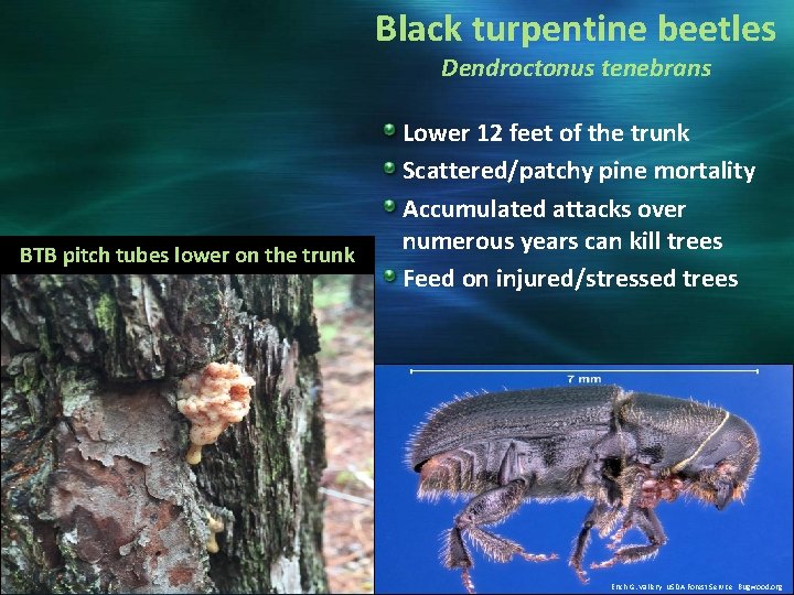 Black turpentine beetles Dendroctonus tenebrans BTB pitch tubes lower on the trunk Lower 12