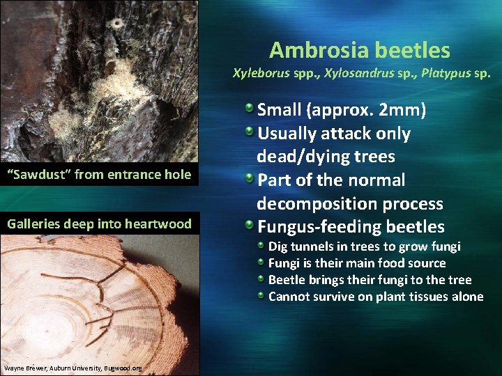 Ambrosia beetles Xyleborus spp. , Xylosandrus sp. , Platypus sp. “Sawdust” from entrance hole