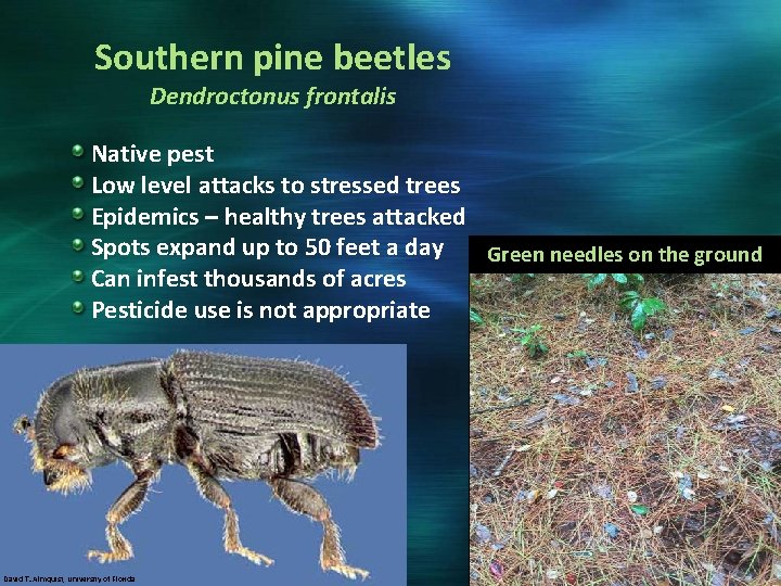 Southern pine beetles Dendroctonus frontalis Native pest Low level attacks to stressed trees Epidemics