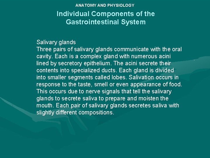 ANATOMY AND PHYSIOLOGY Individual Components of the Gastrointestinal System Salivary glands Three pairs of