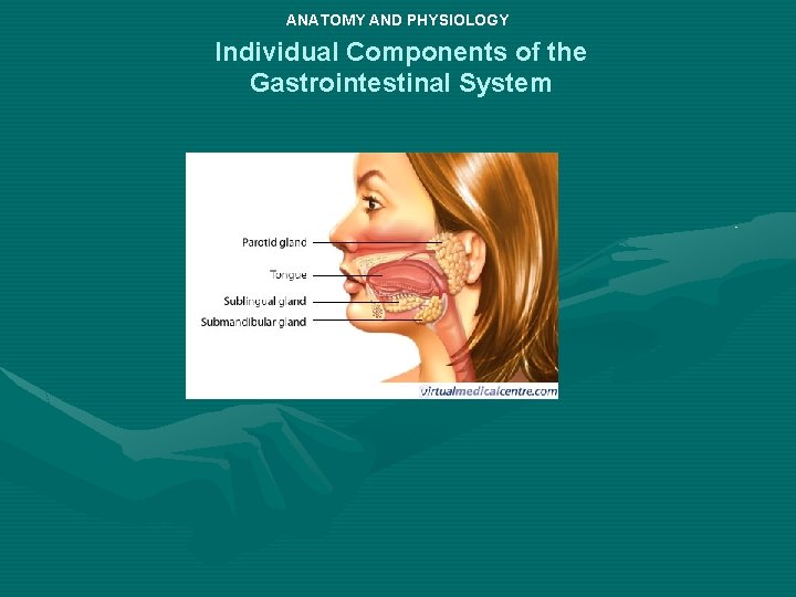 ANATOMY AND PHYSIOLOGY Individual Components of the Gastrointestinal System 