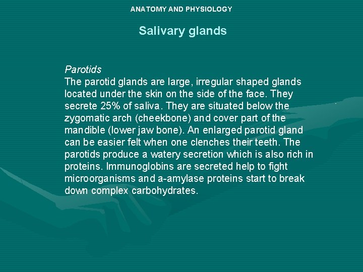 ANATOMY AND PHYSIOLOGY Salivary glands Parotids The parotid glands are large, irregular shaped glands