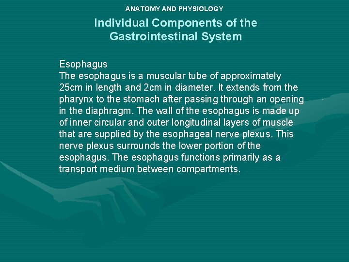 ANATOMY AND PHYSIOLOGY Individual Components of the Gastrointestinal System Esophagus The esophagus is a