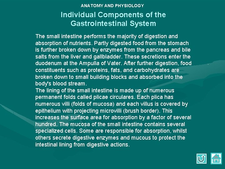 ANATOMY AND PHYSIOLOGY Individual Components of the Gastrointestinal System The small intestine performs the