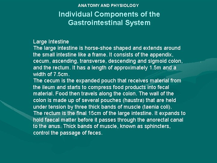 ANATOMY AND PHYSIOLOGY Individual Components of the Gastrointestinal System Large Intestine The large intestine