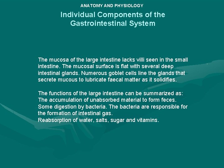 ANATOMY AND PHYSIOLOGY Individual Components of the Gastrointestinal System The mucosa of the large