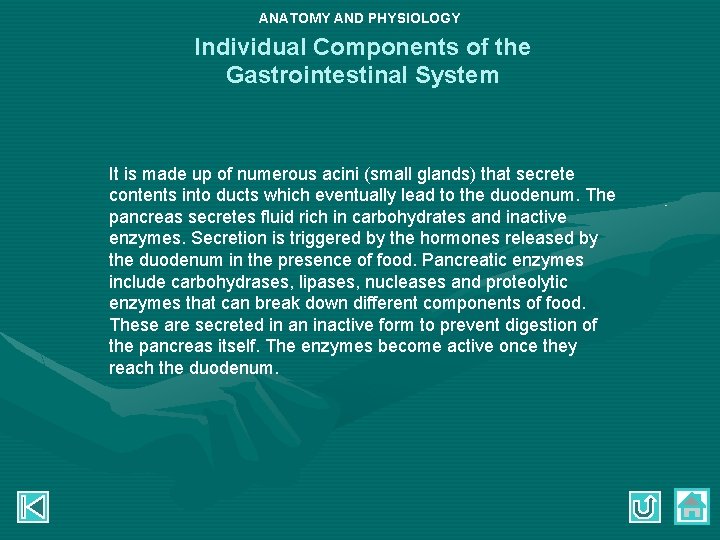 ANATOMY AND PHYSIOLOGY Individual Components of the Gastrointestinal System It is made up of